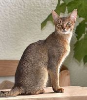 Абиссинская короткошерста кішка (aby)