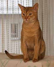 Абиссинская короткошерста кішка (aby)