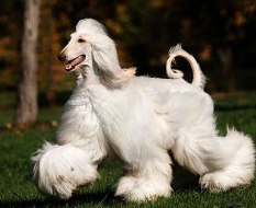 Afgană hound breed standard - portalul 