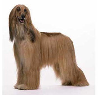 Afgană hound breed standard - portalul 