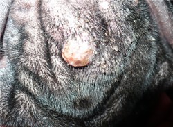 Acnee la Bullmastiff - un medic veterinar pentru bullmastiff, chemarea unui veterinar la casă