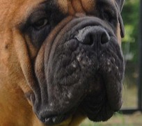 Acnee la Bullmastiff - un medic veterinar pentru bullmastiff, chemarea unui veterinar la casă