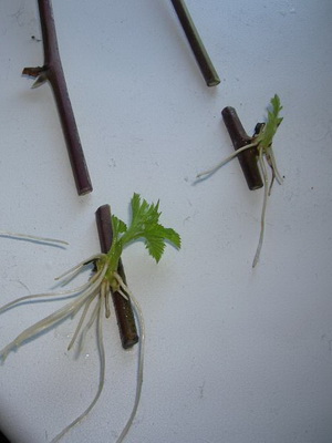 Actinia fotografie, descriere, cultivare și îngrijire, reproducere prin butași și straturi, tăierea actiniei
