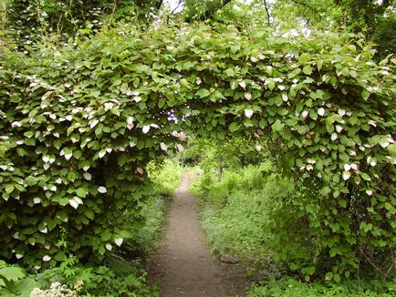 Actinidia конкретни видове, засаждане на нюанси, грижи и отглеждане (20 снимки) - Дом и Градина