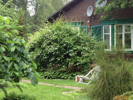 Актинідія особливості, види, нюанси посадки, догляду та розмноження (20 фото) - будинок і сад