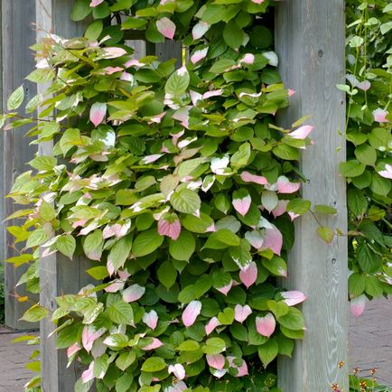 Actinidia, specii, nuanțe de plantare, îngrijire și reproducere (20 fotografii) - acasă și grădină