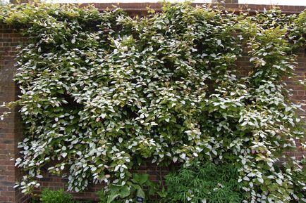 Actinidia adott faj, ültetés árnyalatok, a gondozás és tenyésztés (20 fotó) - Home and Garden (Design) Actinidia adott faj, ültetés árnyalatok, a gondozás és tenyésztés (20 fotó) - ház és kerti