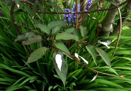 Actinidia adott faj, ültetés árnyalatok, a gondozás és tenyésztés (20 fotó) - Home and Garden (megtekintés) Actinidia adott faj, ültetés árnyalatok, a gondozás és tenyésztés (20 fotó) - ház és kerti