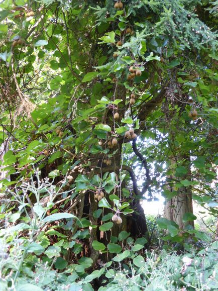 Actinidia, specii, nuanțe de plantare, îngrijire și reproducere (20 fotografii) - acasă și grădină