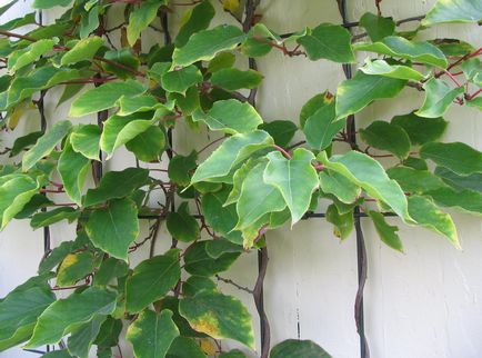 Actinidia, specii, nuanțe de plantare, îngrijire și reproducere (20 fotografii) - acasă și grădină