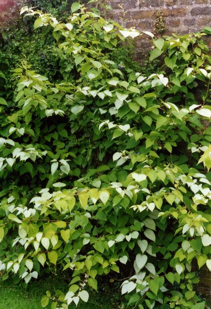 Actinidia, specii, nuanțe de plantare, îngrijire și reproducere (20 fotografii) - acasă și grădină