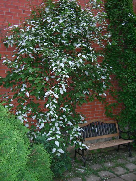 Actinidia, specii, nuanțe de plantare, îngrijire și reproducere (20 fotografii) - acasă și grădină