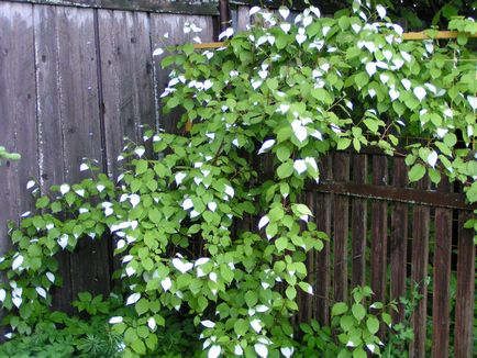 Actinidia adott faj, ültetés árnyalatok, a gondozás és tenyésztés (20 fotó) - Home and Garden (nyaraló és a táj) Actinidia adott faj, ültetés árnyalatok, a gondozás és tenyésztés (20 fotó) - ház és kerti