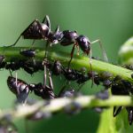 Actinidia cultivare, îngrijire, proprietăți utile