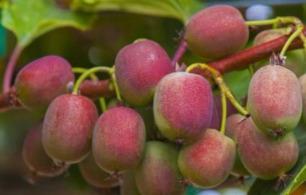 Actinidia cultivare, îngrijire, proprietăți utile