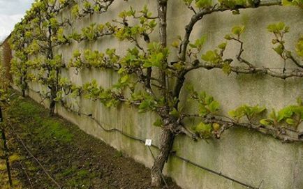 Actinidia cultivare, îngrijire, proprietăți utile