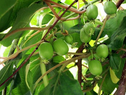 Actinidia cultivare, îngrijire, proprietăți utile