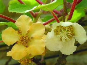 Actinidia cultivare, îngrijire, proprietăți utile