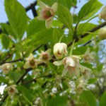 Actinidia cultivare, îngrijire, proprietăți utile