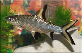 Акулячий балу (balantiocheilos melanopterus) - акваріумні рибки, тваринний світ на - добро є!