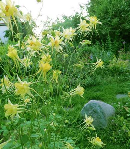 Aquilegia sau bazinul, conacul