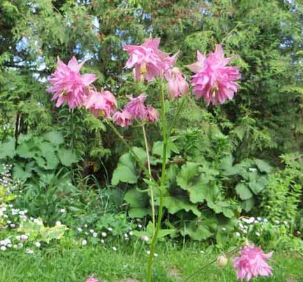 Aquilegia sau bazinul, conacul