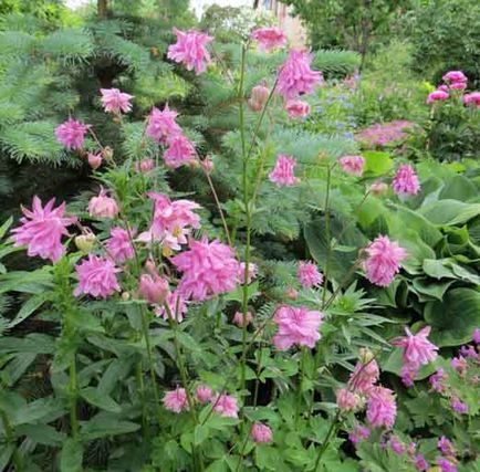 Aquilegia sau bazinul, conacul