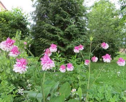 Aquilegia sau bazinul, conacul