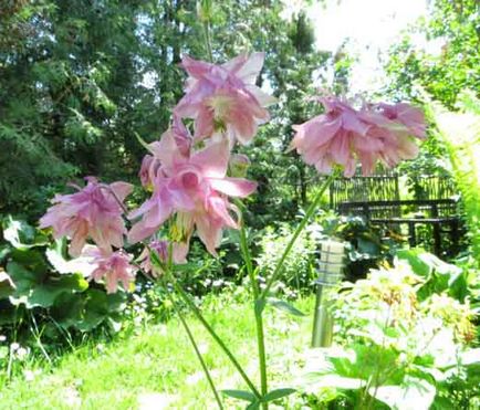 Aquilegia sau bazinul, conacul