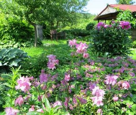 Aquilegia sau bazinul, conacul