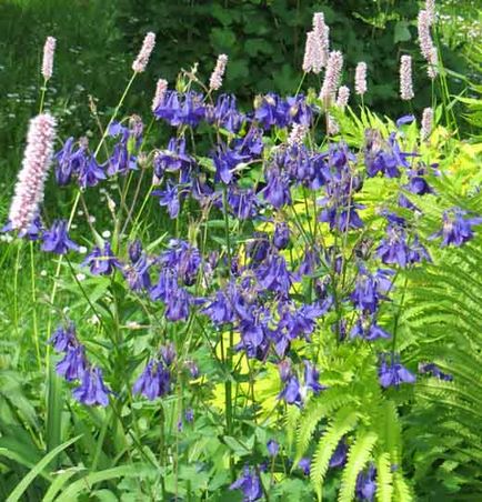 Aquilegia sau bazinul, conacul