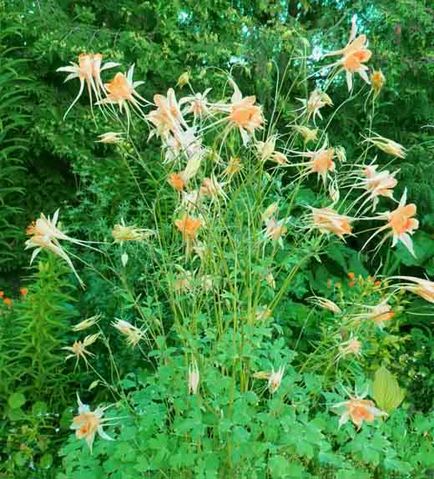 Aquilegia sau bazinul, conacul