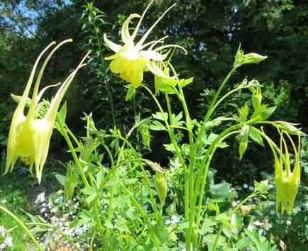 Aquilegia sau bazinul, conacul