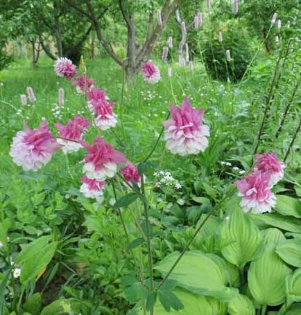 Aquilegia sau bazinul, conacul