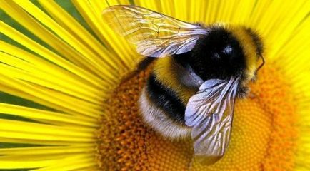 Alergia la mușcături de insecte reacționează la albine, bug-uri, purici