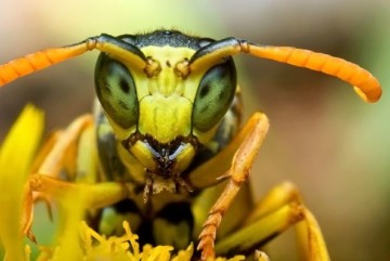 Alergia la simptomele de mușcături ale insectelor și la primul ajutor