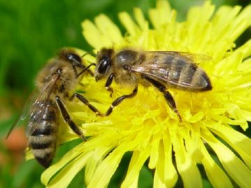 Алергія на укуси комах симптоми і перша допомога