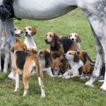 American Foxhound - toate informațiile despre rasă (fotografii și videoclipuri)