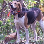 American Foxhound - toate informațiile despre rasă (fotografii și videoclipuri)