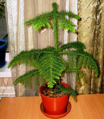 Araucaria, reguli de îngrijire la domiciliu