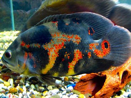 Astronotus, pește de acvariu, fotografie, conținut, îngrijire și reproducere, boli, astronomic