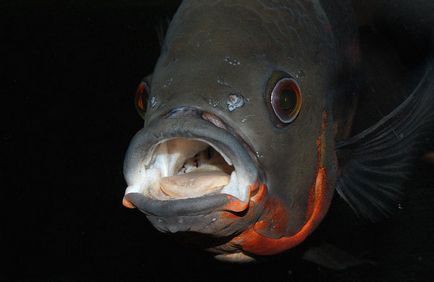 Astronotus, pește de acvariu, fotografie, conținut, îngrijire și reproducere, boli, astronomic