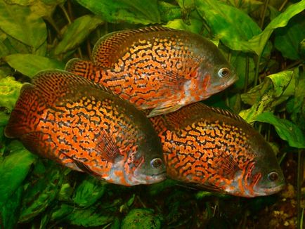 Astronotus, pește de acvariu, fotografie, conținut, îngrijire și reproducere, boli, astronomic