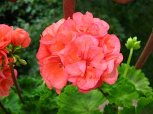 Și am un geranium pe balcon ...