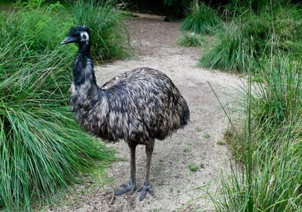 Australian descriere emu struț, reproducere