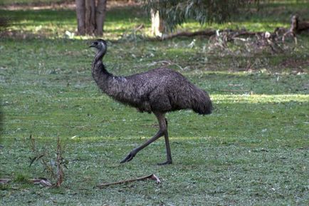 Australian descriere emu struț, reproducere