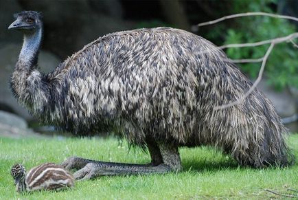 Australian descriere emu struț, reproducere