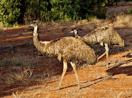 Australian descriere emu struț, reproducere