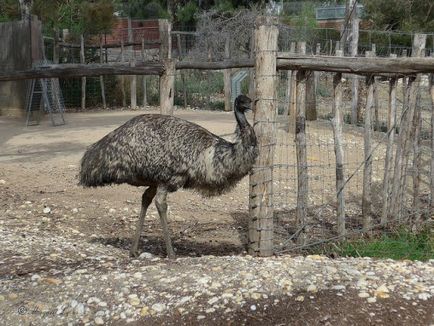 Australian descriere emu struț, reproducere
