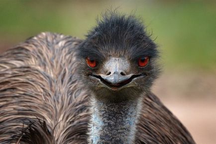 Australian descriere emu struț, reproducere